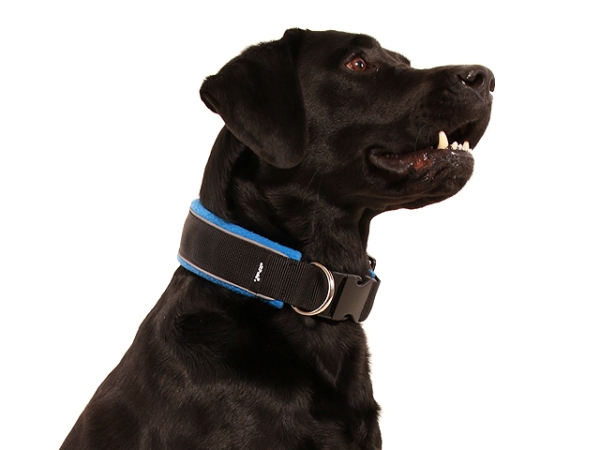 Hund Labrador mit eRPaki Hundehalsband extra breit mit Klickverschluss und Reflektorband gepolstert mit weichem Fleece