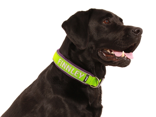 Hund Labrador mit eRPaki Hundehalsband mit Namen und Reflektorband in Farbe lindgrün gepolstert mit weichem Fleece lila