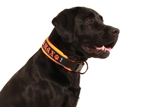 Hund Labrador mit eRPaki Hundehalsband mit Namen und Reflektorband schwarz gepolstert mit Fleece neonorange