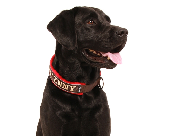 Hund Labrador mit eRPaki Hundehalsband mit Zugstopp und Namen und weich gepolstert mit Fleece und reflektierend