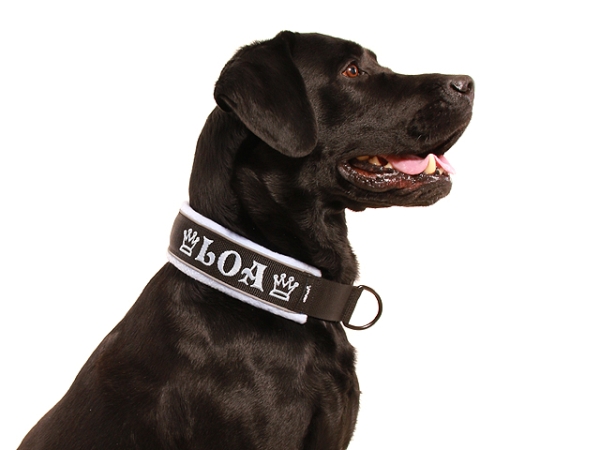 Hund Labrador mit eRPaki Hundehalsband schwarz extra breit mit Zugstopp mit Namen und Reflektorband gepolstert mit weichem Fleece hellblau