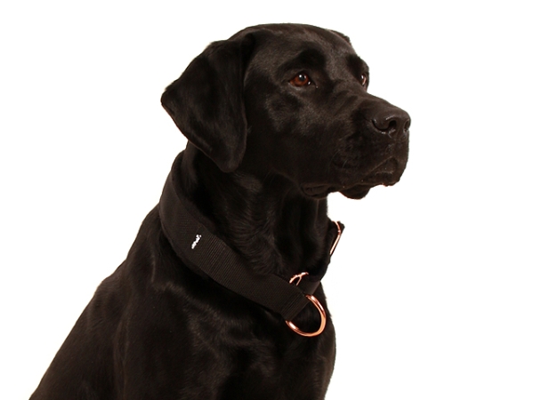 Hund Labrador mit eRPaki Zugstopp Halsband extra breit schwarz mit rosegold Ringen und weich gepolstert mit Fleece