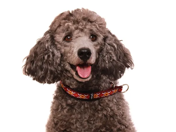 Hundehalsband Zugstopp Borte Webband Kleinpudel Pudel