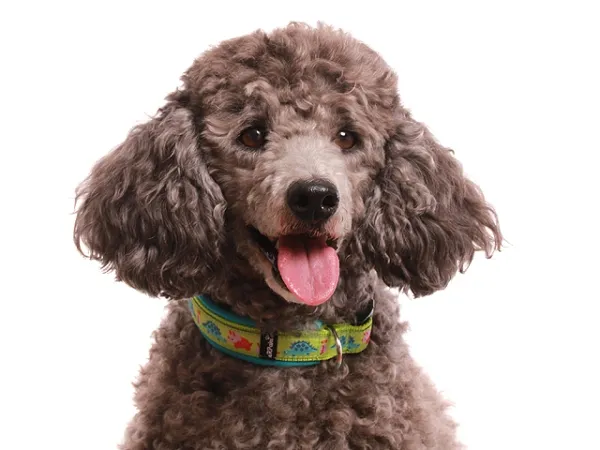 Hund Pudel Kleinpudel mit Borte Hundehalsband Klickverschluss Dinos