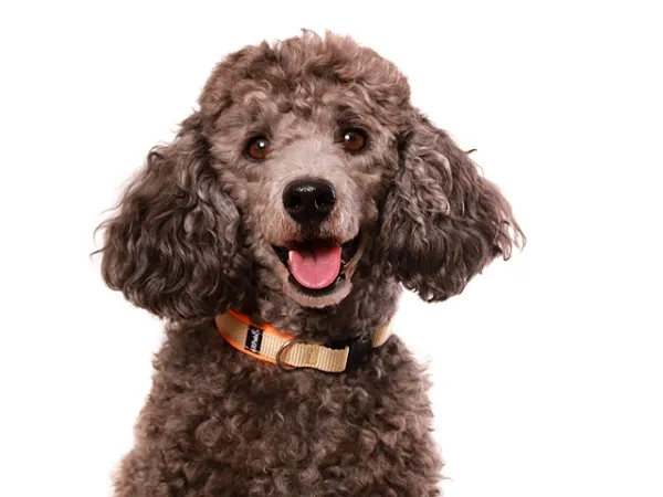 Hund Pudel Kleinpudel mit eRPaki Hundehalsband Klickverschluss beige orange