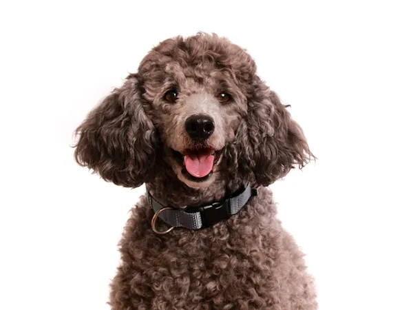 Hund Pudel Kleinpudel mit eRPaki Hundehalsband mit Klickverschluss grau