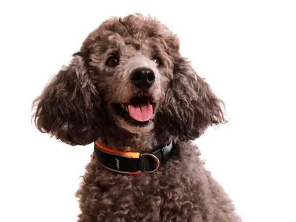 Hund Pudel Kleinpudel mit Halsband mit Klickverschluss schwarz orange