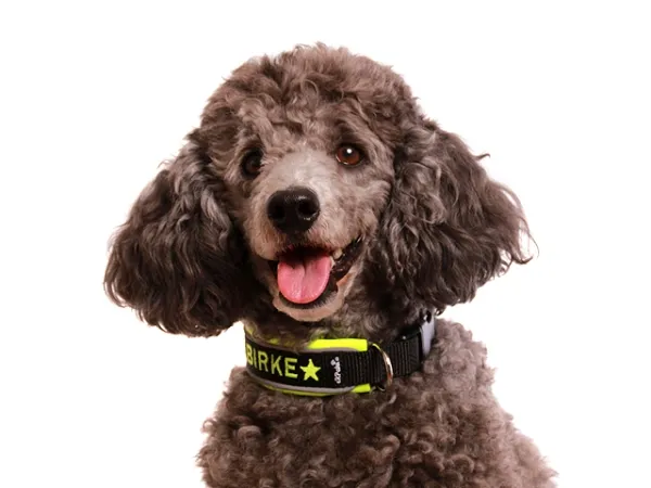 Hund Pudel Kleinpudel mit Namenshalsband Klickverschluss und Reflektorband
