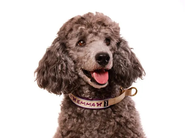 Hundehalsband Zugstopp mit Namen reflektierend Pudel