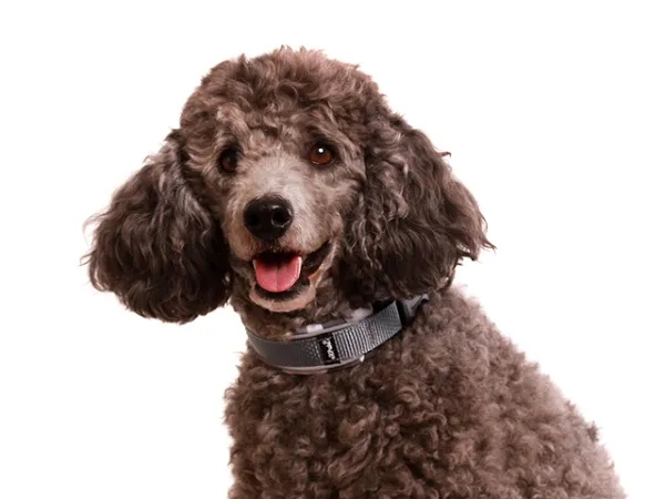 Hund Kleinpudel mit Hundehalsband Langhaar reflektierend grau gepolstert mit Softshell bordeaux