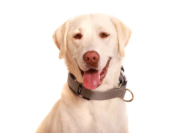 eRPaki PRO Hundehalsband Zugstop 30mm