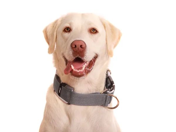 eRPaki PRO Hundehalsband Zugstop 40mm