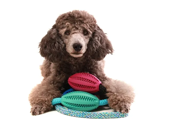 eRPaki Vollgummi Dental Rugbyball ein Griff