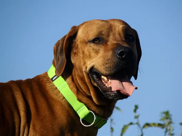 eRPaki Hundehalsband Zugstop 30mm OP