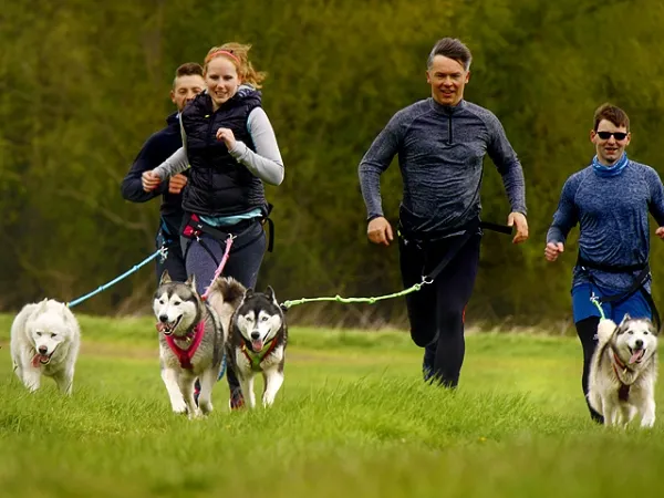 eRPaki PRO Jogginggurt Laufgurt CANICROSS
