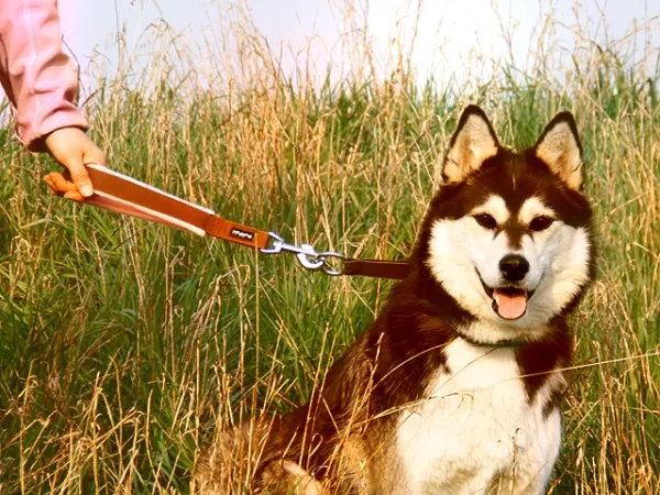 eRPaki Kurzführer 25 mm MP