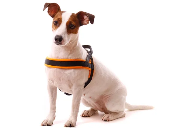 eRPaki PRO Norwegergeschirr 15/20