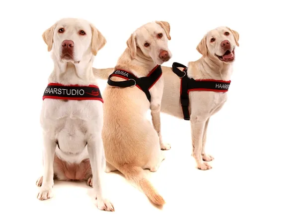 Hundegeschirr mit Namen Labrador Norweger schwarz rot