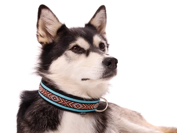 Hund Husky mit Hundehalsband mit Borte Ethno Muster türkis schwarz