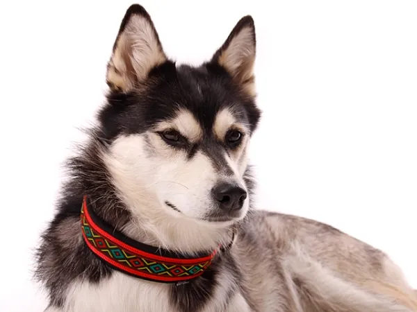 Hund Husky mit Borte verziert Hundehalsband rot Ethno
