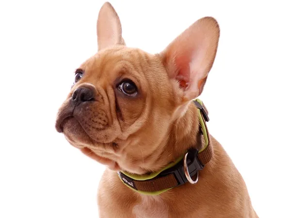 eRPaki PRO Hundehalsband Langhaar 15mm