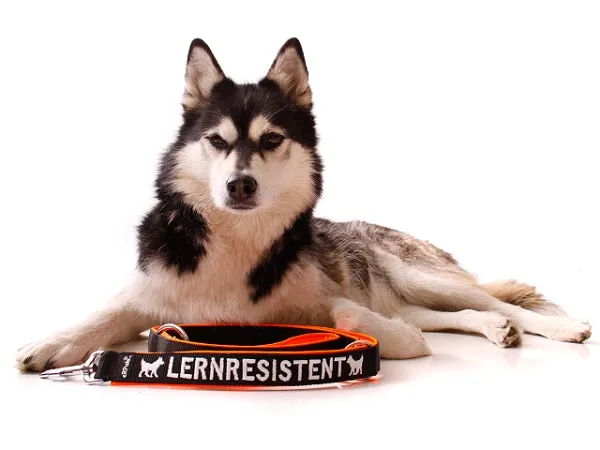 Hundeleine Softshell verstellbar personalisiert Husky