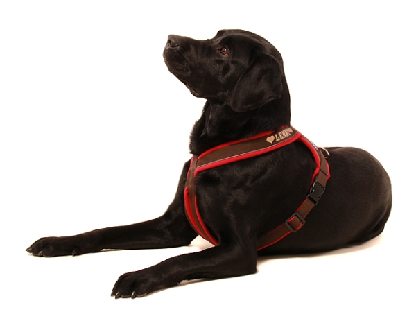 Hund Labrador mit eRPaki Tourengeschirr braun mit Namen und Reflektorband gepolstert mit Softshell rot