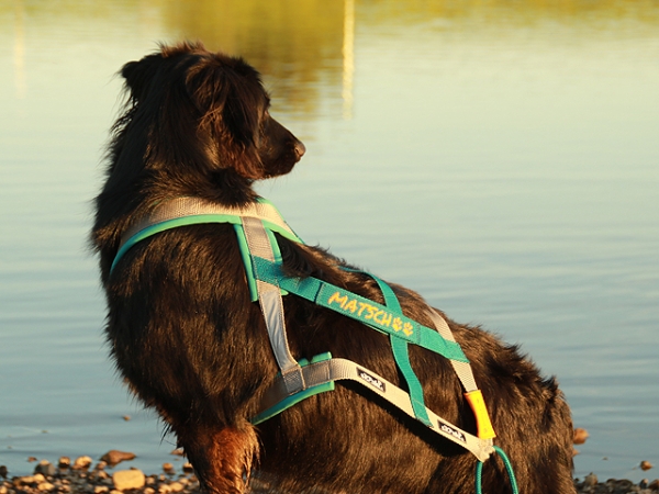 Hund im eRPaki PRO Zuggeschirr mit individueller Bestickung Matschpfoten