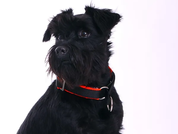 eRPaki Hundehalsband Zugstop 20mm MP