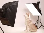 Fotoshooting Hund WHITE SENSATION