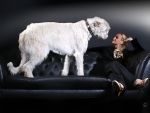 Fotoshooting Hund ON LOCATION