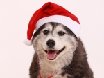 Fotoshooting Hund X-MAS