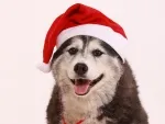 Fotoshooting Hund X-MAS